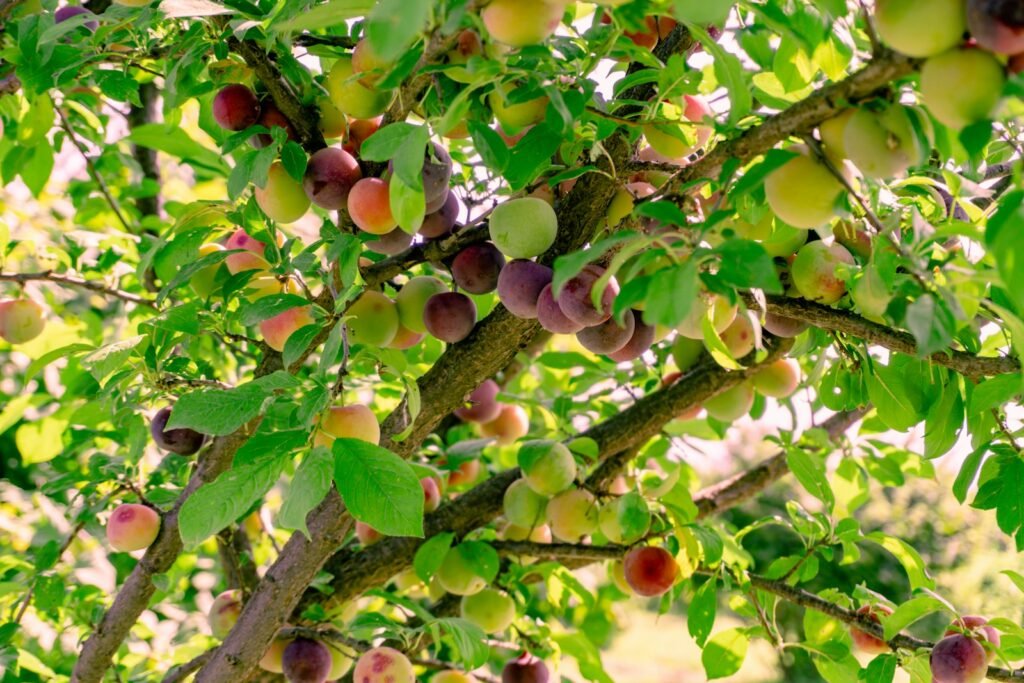 Best Apple Cider Vinegar with the mother